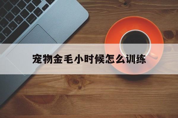 宠物金毛小时候怎么训练(金毛小时候怎么养吃啥东西)