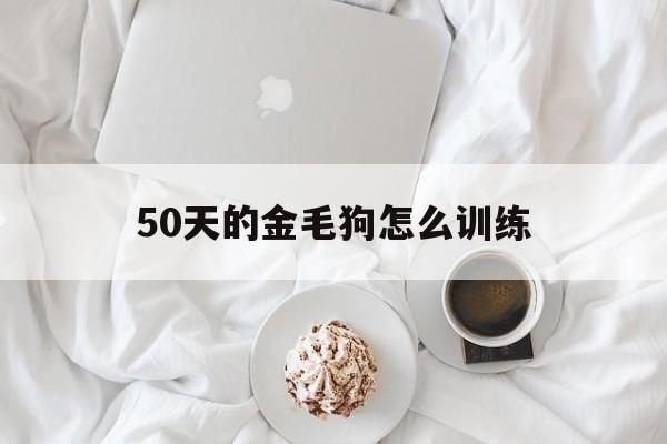 50天的金毛狗怎么训练(50天的金毛狗怎么训练视频)