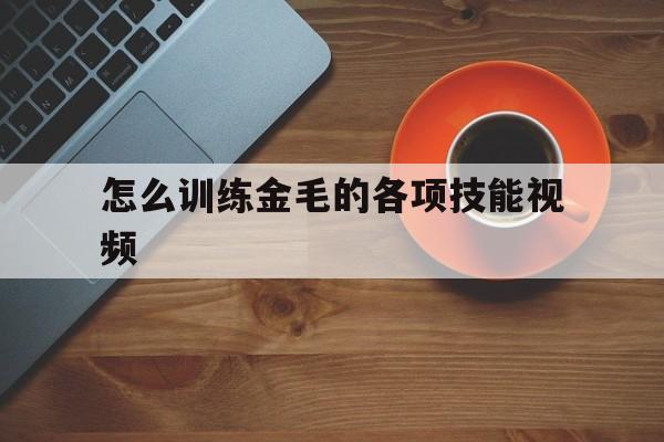 怎么训练金毛的各项技能视频(金毛怎么训练才听话的免费教程)