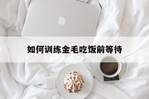 如何训练金毛吃饭前等待(怎么训练金毛出门不捡吃的)