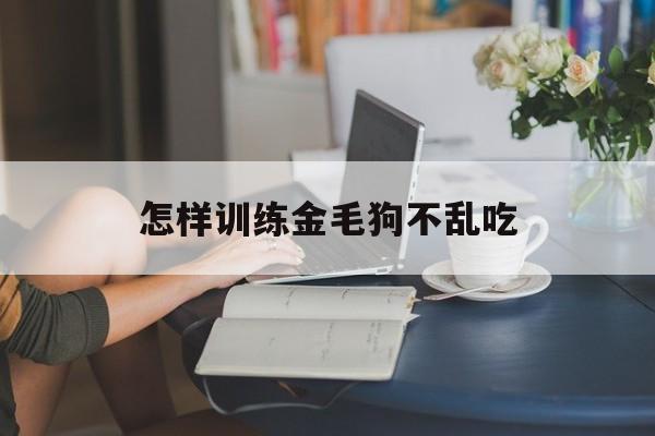 怎样训练金毛狗不乱吃(怎样训练金毛狗不乱吃东西)