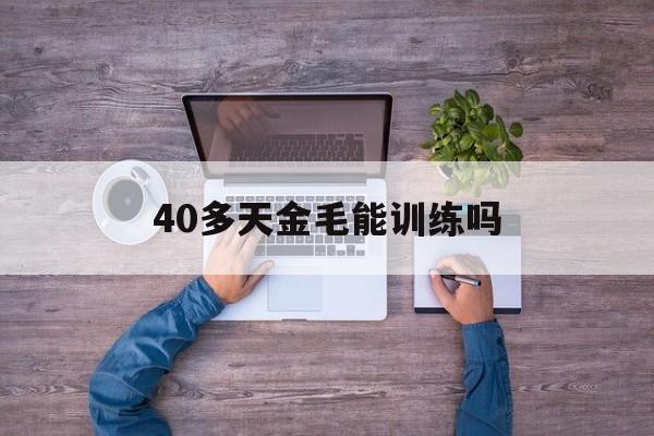 40多天金毛能训练吗(40天的金毛犬可以洗澡吗)