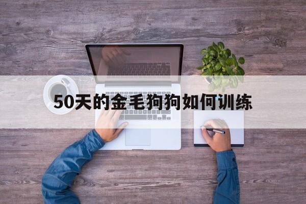 50天的金毛狗狗如何训练(50天的金毛狗狗如何训练它)