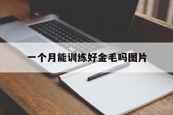 一个月能训练好金毛吗图片(养一个月大的金毛应该注意什么)