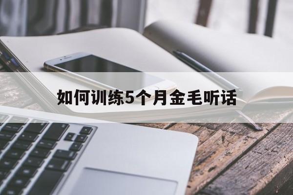 如何训练5个月金毛听话(如何训练5个月金毛听话的能力)