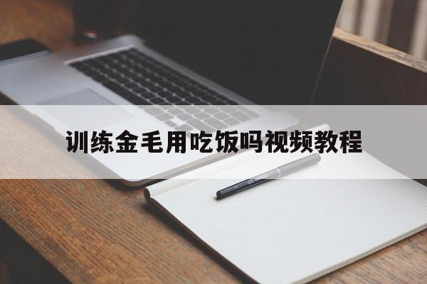 关于训练金毛用吃饭吗视频教程的信息