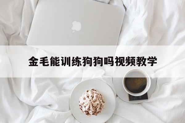 金毛能训练狗狗吗视频教学(金毛能训练狗狗吗视频教学大全)