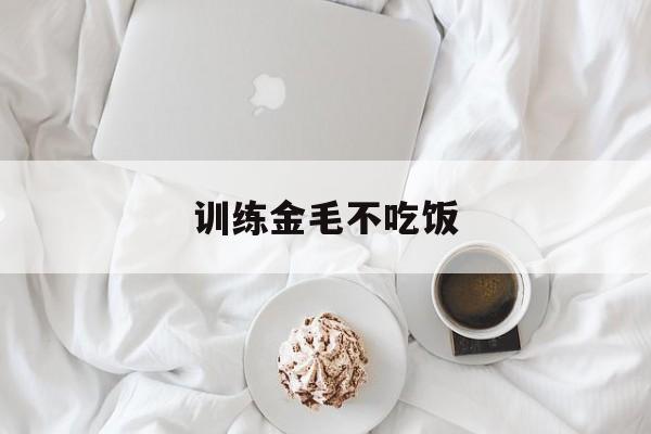 训练金毛不吃饭(训练金毛不乱吃东西)