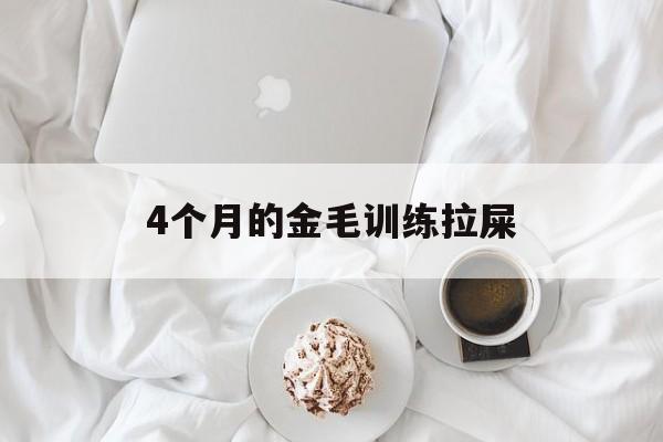 4个月的金毛训练拉屎(金毛四个月怎么教拉屎拉尿)