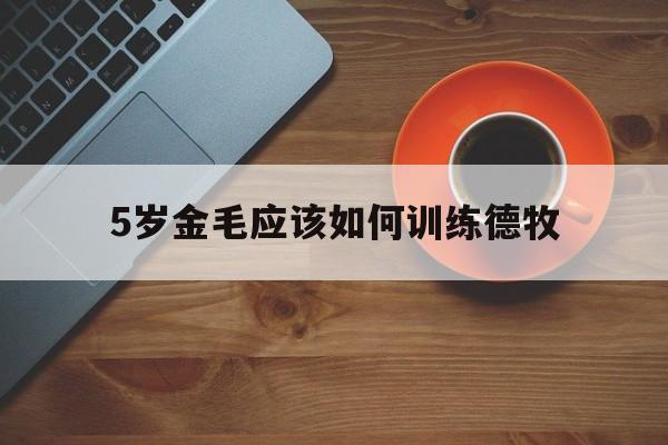 5岁金毛应该如何训练德牧(5岁金毛应该如何训练德牧狗)