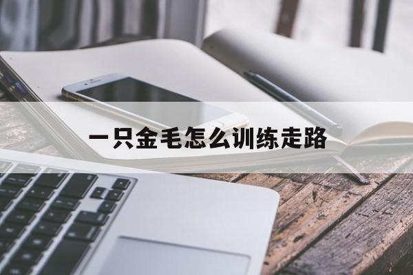 一只金毛怎么训练走路(一只金毛怎么训练走路视频)