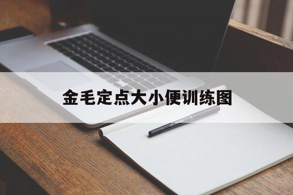 金毛定点大小便训练图(金毛会定点拉屎不会定点拉尿)