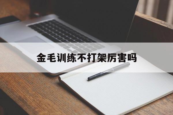 金毛训练不打架厉害吗(金毛训练不打架厉害吗视频)