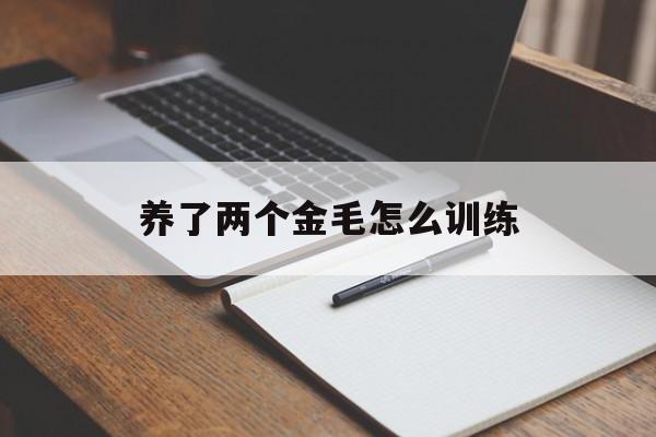 养了两个金毛怎么训练(养了两个金毛怎么训练狗)