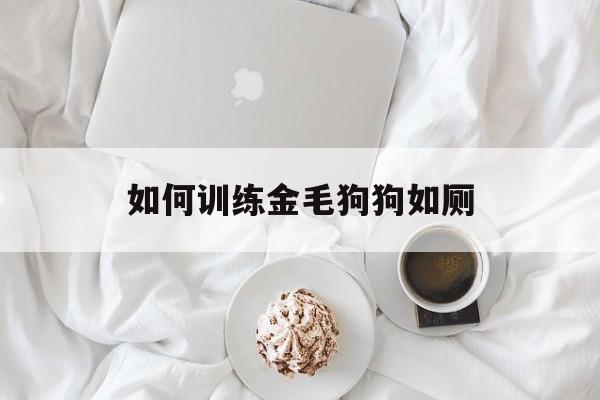 如何训练金毛狗狗如厕(如何训练金毛狗狗如厕的方法)