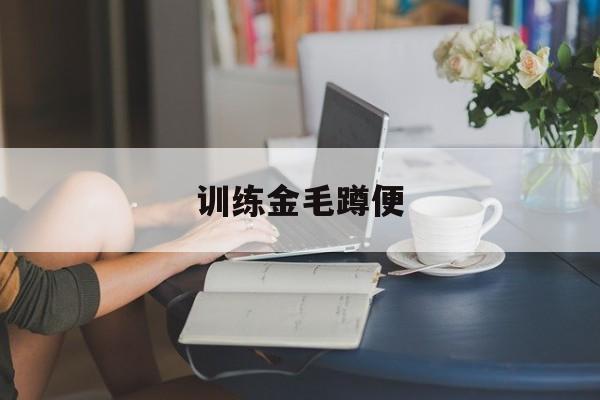 训练金毛蹲便(怎么教金毛蹲马桶)