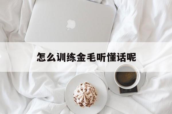 怎么训练金毛听懂话呢(金毛怎么训练能听懂人话)