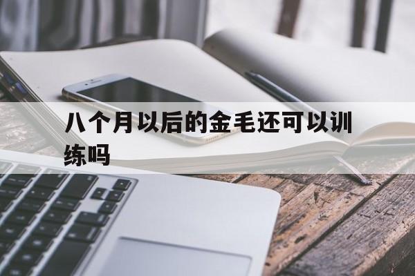 八个月以后的金毛还可以训练吗(八个月以后的金毛还可以训练吗多少钱)