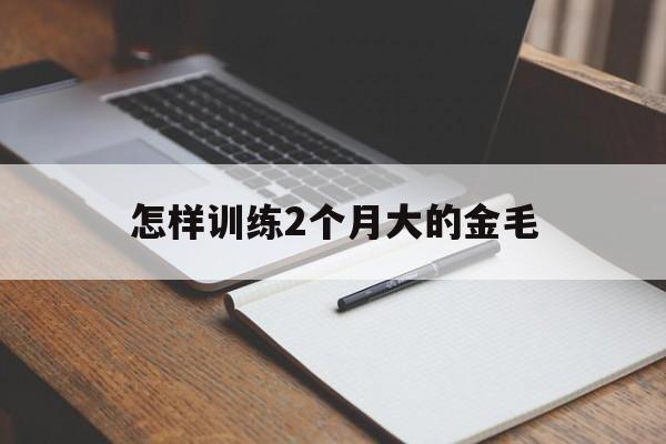 怎样训练2个月大的金毛(怎样训练两个月大的金毛大小便)