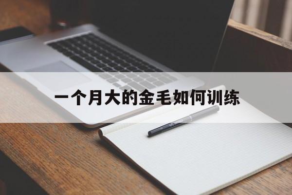 一个月大的金毛如何训练(一个月大的金毛要注意些什么)