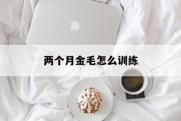 两个月金毛怎么训练(两个月大的小金毛该怎么训)