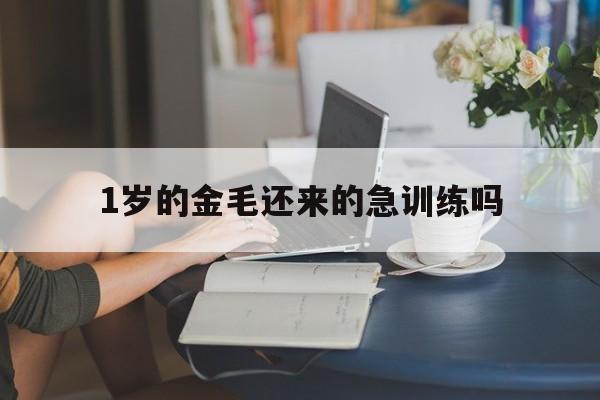 关于1岁的金毛还来的急训练吗的信息