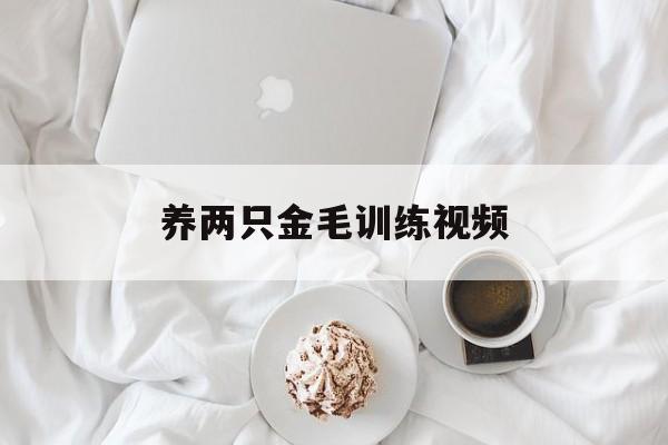 养两只金毛训练视频(养两只金毛好吗一公一母)