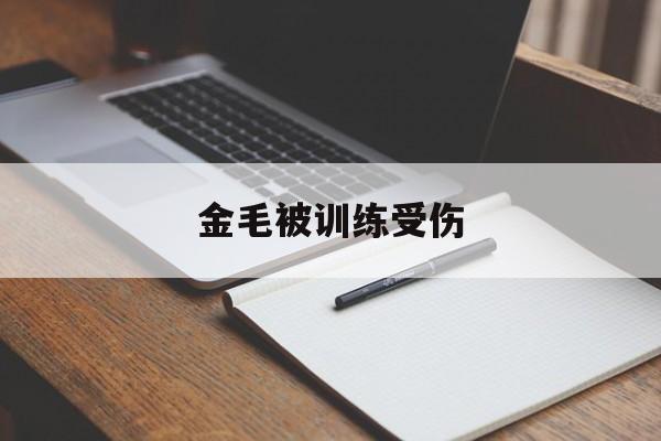 金毛被训练受伤(金毛为什么受伤的总是我)