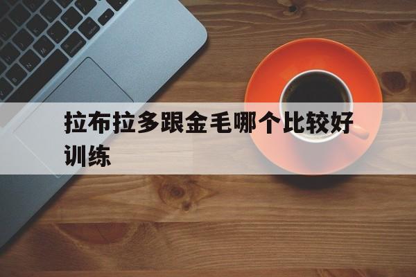 拉布拉多跟金毛哪个比较好训练(拉布拉多和金毛哪个狗比较好一点)