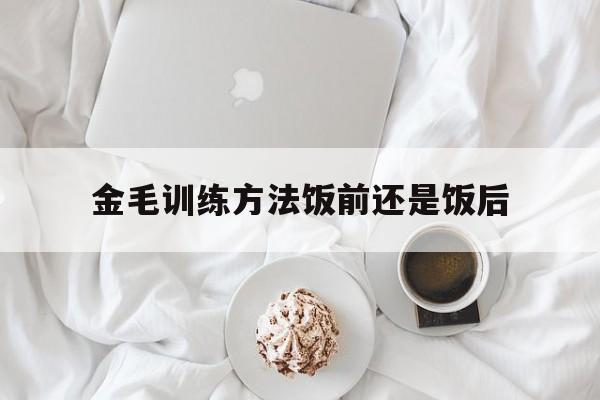 金毛训练方法饭前还是饭后(金毛训练的正确方法,你知道吗?)