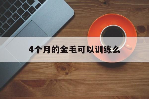 4个月的金毛可以训练么(四个月的金毛可以出去溜吗)