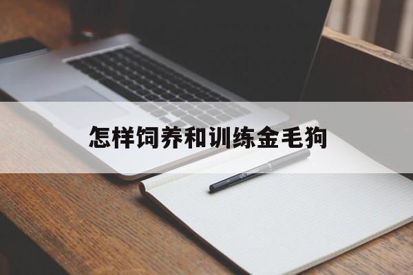 怎样饲养和训练金毛狗(怎样饲养和训练金毛狗视频)