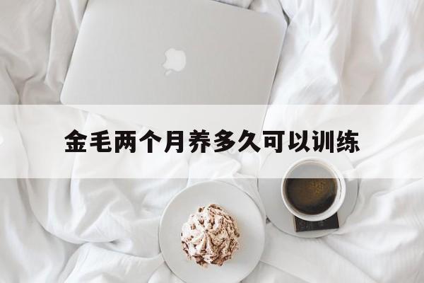 金毛两个月养多久可以训练(金毛两个月养多久可以训练狗)