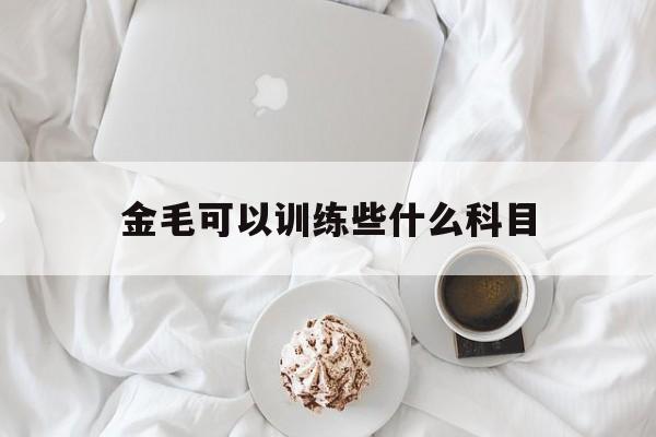 金毛可以训练些什么科目(金毛训练最佳时期是几个月)