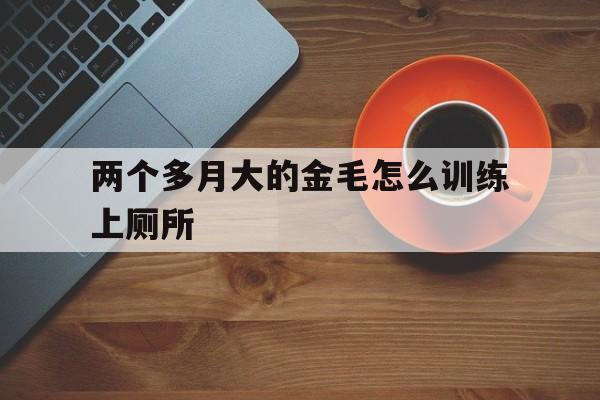 两个多月大的金毛怎么训练上厕所(两个月的金毛怎么训练指定位置拉屎)