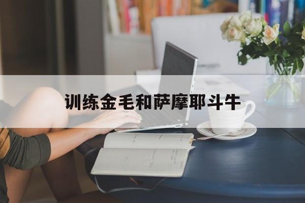 训练金毛和萨摩耶斗牛(金毛和萨摩耶一起养是什么体验)