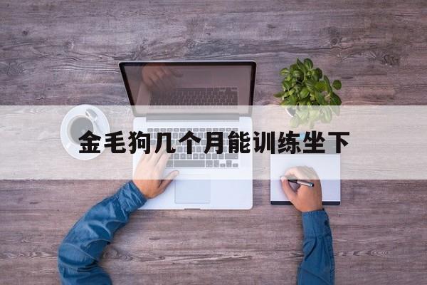 金毛狗几个月能训练坐下(金毛几个月大可以训练外出大小便)