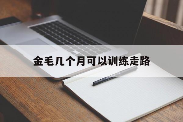 金毛几个月可以训练走路(金毛几个月开始训练比较合适)