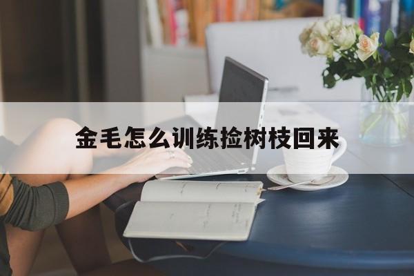 金毛怎么训练捡树枝回来(金毛怎么训练把东西叼回来)