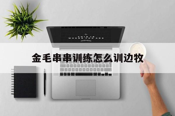 金毛串串训练怎么训边牧(金毛边牧串串成长过程照片)