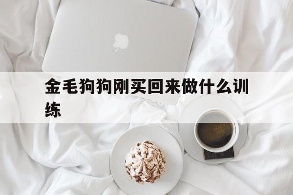 关于金毛狗狗刚买回来做什么训练的信息