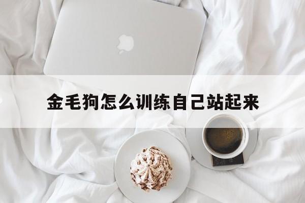 金毛狗怎么训练自己站起来(金毛怎么训练才听话的免费教程)