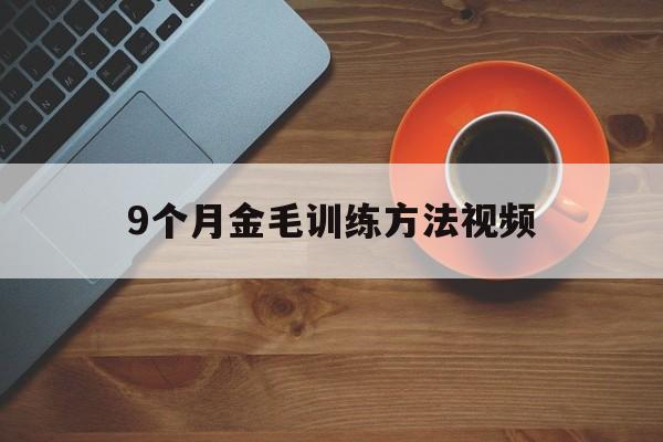 9个月金毛训练方法视频(9个月金毛太活跃了怎么办)