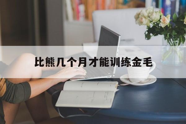 比熊几个月才能训练金毛(比熊几个月才能训练金毛犬)